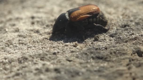 Insectos Muertos Escarabajos Lago Seco Sal — Vídeos de Stock