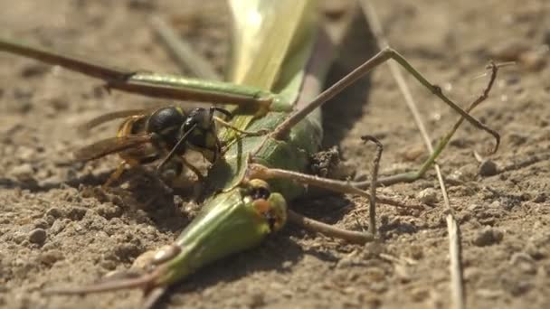 Kurtka Wasp Biega Wokoło Tam Jest Martwy Atakują Jedzą Szpule — Wideo stockowe