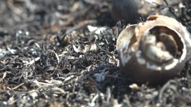 Kamera yavaşça yanmış salyangoza yakınlaşıyor. Çayırdaki kavrulmuş ve ölü toprağın makro görüntüsü, sadece yanmış siyah kabuklar, vahşi ateş, küçük sürüngenler ve sümüklü böcekleri öldürüyor.