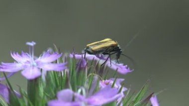 Oedemera flavipes, Oedemeridae familyasından çok yaygın bir böcek türüdür. Vahşi doğada yakın çekim