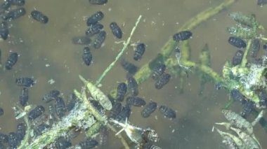 Sivrisinek, sahne pupası, larva orman bataklığının karanlık sularında yüzer ve altıncı aşamaya geçmeye hazırdır. Makro görünüm böceği suyun altında