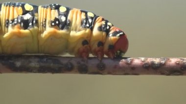 Hyles Euphorbiae, yeşil çayırın arka planında yatay sapında asılı kalın yağlı tırtılın kızıl kafası. Böcekler güçlü yaz rüzgarlarında titrerler.