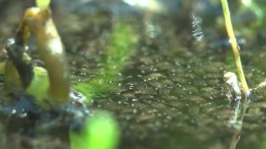 Orman bataklığının yüzeyi yosunlarla kaplı. Genç sivrisinek larvaları sahneyi yeni geçti ve sazlıkların arasında zıplıyorlar.