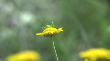 Nymph Tettigonia viridissima, büyük yeşil çalı-cırcır böceği, papatya tarlasında oturmuş nektarla besleniyor. Vahşi hayatta makro böceği görüntüle