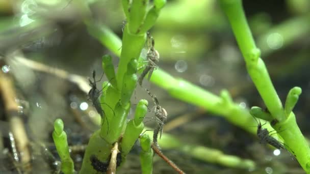 Mladí Komáři Právě Minuli Jeviště Suší Zelených Rákosových Stoncích Divokých — Stock video