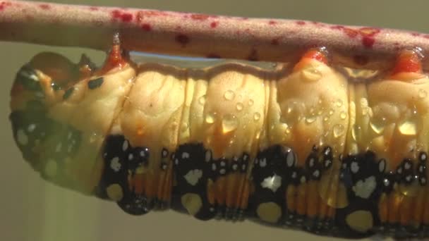 머리부터 등까지 바라봐 초원의 줄기에 기름진 애벌레의 Hyles Euphorbiae 입니다 — 비디오