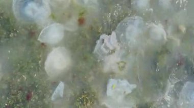 Birçok renkli denizanası sahilde fırtınadan sonra yeşil algler arasında yüzer. Dalgalarda sallanıyor