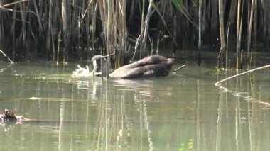 Genç ördek bataklığın veya nehrin kıyısındaki kuru sazlıklar arasında yüzer ve yiyecek arar.