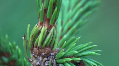 Çam ağacının taze dalı ya da ladin