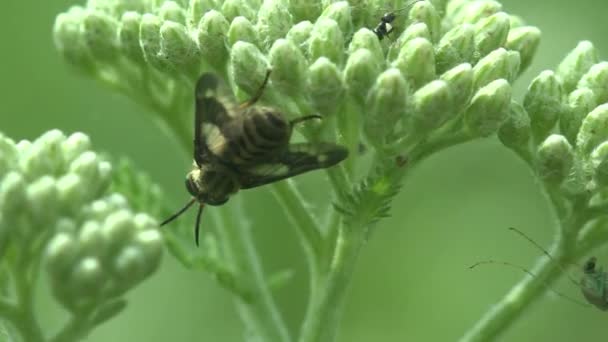 蒙大拿州Hybomitra 纤细角马苍蝇 马蝇科Tabanidae 绿眼睛 有黄斑的黑色翅膀 审视野生生物中的宏观昆虫 — 图库视频影像