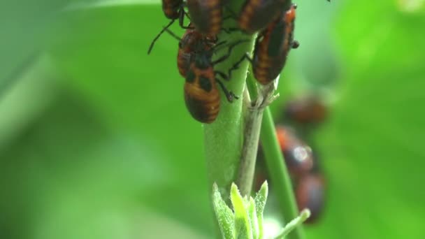 野生動物のマクロ昆虫を表示します 緑の植物にコロニーの若いFirebug ピロリコリス科のアプテルス科の昆虫 赤と黒の色 — ストック動画