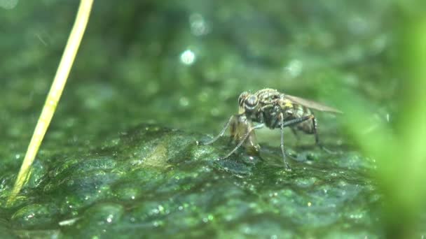 Fly Eats Mosquito Larva Sits Green Water Forest Swamp Algae — Stock Video