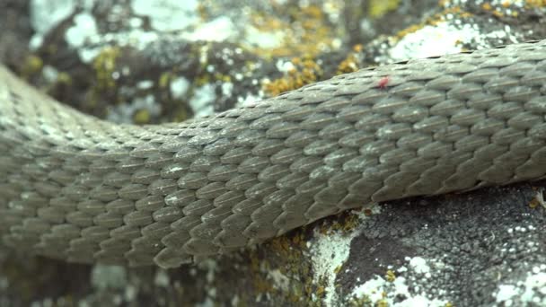 Petite Tique Rouge Acariens Famille Des Hydrachnidae Courent Long Peau — Video