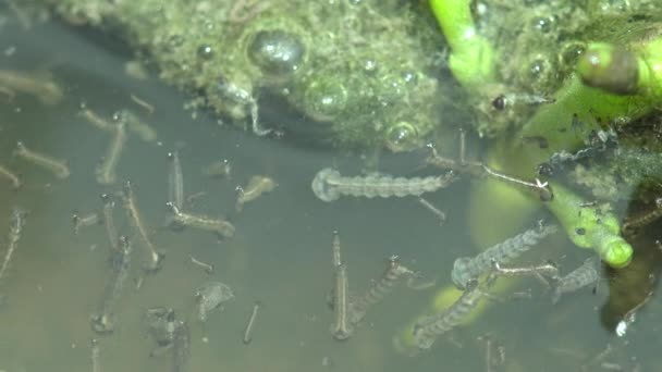在森林沼泽地表面的藻类阶段蚊子 透明的皮肤 在黑暗的水中游动 — 图库视频影像