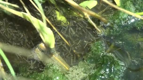 Stadium Drie Larven Mosquito Drijft Snel Het Oppervlak Tussen Algen — Stockvideo