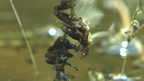 Летняя Болотная Водная Поверхность Зелеными Тростниками Комарами Личинками Комаров Готовыми — стоковое видео