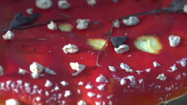 Roter Hut Mit Schuppen Und Pilzen Auf Giftigen Pilzfliege Agaric — Stockvideo