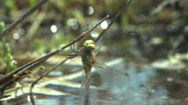 Dragonfly portresi, dönüşüm sonrası kurur ve temizler, Odonata siparişi verir, arka plan yeşilinin kuru gövdesinde oturur. Vahşi hayatta Macro böceğini görüntüle