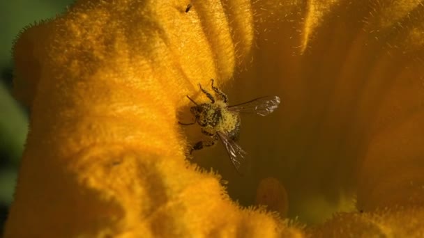 蜜蜂长着黄色花粉 腿上提着袋子 从南瓜蓬松的黄色花朵中爬出来 — 图库视频影像