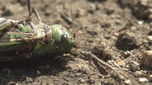 Insecten Mieren Kolonie Aangevallen Groene Sprinkhaan Sleept Het Naar Zijn — Stockvideo