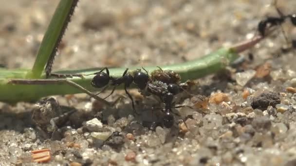 Kolonie Mieren Loopt Rond Dood Aanvallen Eten Spools Leptysma Marginicollis — Stockvideo