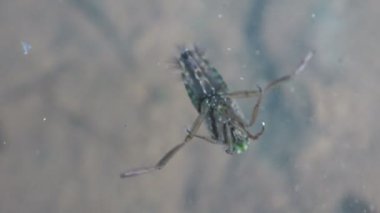 Su altında kabuklular ve chironomitler. Sigara striata, Hesperocorixa, Corixidae, kanatlı bir böcektir. Vahşi hayatta makro böceği görüntüle