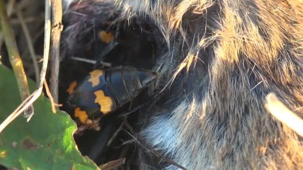 Nicrophorus Marginatus Τρέχει Γύρω Από Νεκρό Ποντίκι Ενταφιάζοντας Σκαθάρια Σκαθάρια — Αρχείο Βίντεο