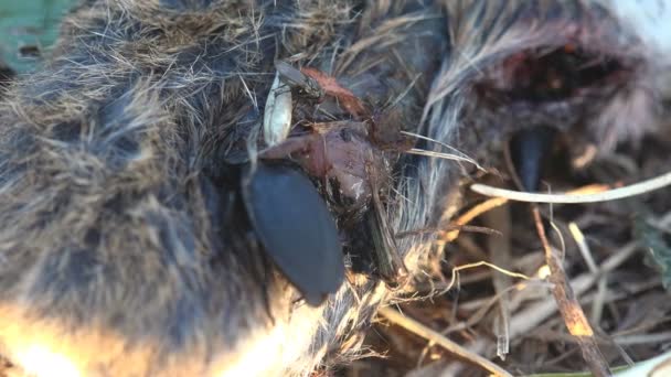 Ver Macro Inseto Vida Selvagem Nicrophorus Marginatus Correndo Torno Rato — Vídeo de Stock