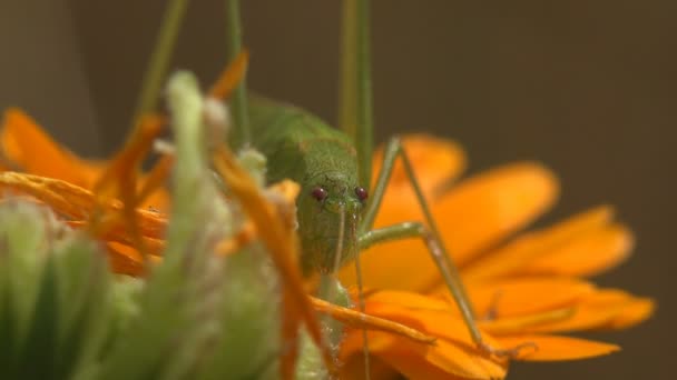 Nymph Tettigonia Viridissima Gran Grillo Arbusto Verde Sienta Campo Flores — Vídeo de stock