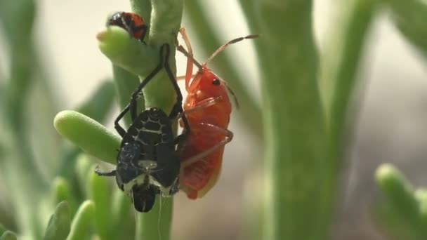 赤い甲虫 Pyrrocoris Apterus は肌を捨て キトニスのコーティングが強くなるのを待っています 強風はカブトムシの変身を助け 野生でのマクロ昆虫の火虫を見る — ストック動画