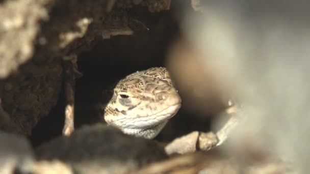 Podarcis Muralis Ještěrka Obecná Ještěrka Obecná Šedě Pruhovaná Ještěrka Vykukuje — Stock video