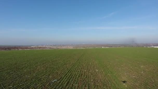 Luchtfoto Kolonie Meeuwen Buurt Van Stad Vuilnisbelt Vliegen Zit Rust — Stockvideo