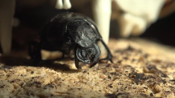 Echte Mistkäferfamilie Scarabaeidae Skarabäen Oder Skarabäuskäfer Kriecht Auf Steinernen Muschelfelsen — Stockvideo