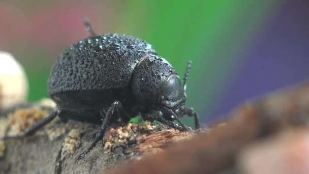 Wkrada Się Kamienną Skałę Wczesnym Rankiem Zamrożony Pokryty Kroplami Rosy — Wideo stockowe