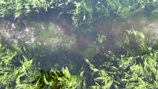 Водоросли Перемещаются Встречных Волн Мелких Рыбок Дафний Плавают Чистой Морской — стоковое видео