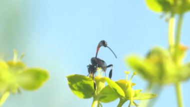 Ammophila parazit eşek arısı değildir. Ammophila sabulosa, eşek arısı familyasından Ammophilinae familyasından bir yaban arısı türüdür. Makro görünüm böceği