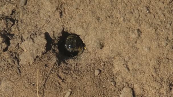 Las Abejas Jóvenes Que Nacen Huevo Asoman Por Agujero Suelo — Vídeos de Stock