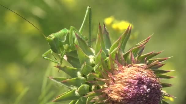 Ακρίδα Katydids Θάμνος Κρίκετ Κάθεται Ένα Πράσινο Φύλλο Στο Θερινό — Αρχείο Βίντεο