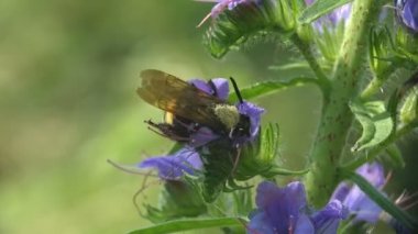 Göbeğinde sarı bir şerit olan siyah büyük eşekarısı mavi çiçeklerde nektar ve polen toplar. Vahşi hayatta makro böceği görüntüle