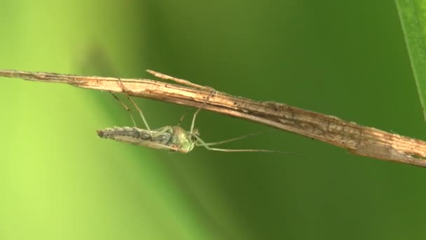 Mücke Mücke Auf Blatt Stechmücken Gehören Zur Familie Der Culicidae — Stockvideo