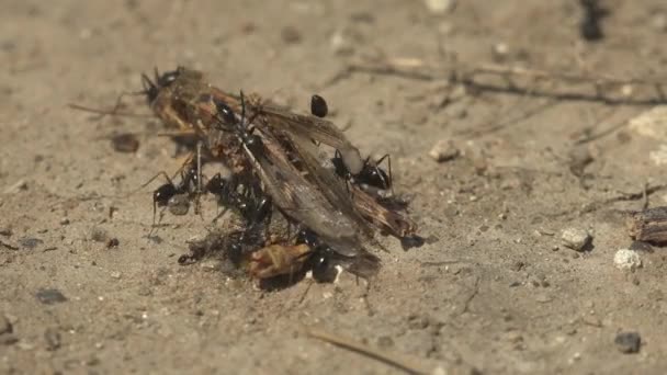 Schwarze Ameisen Fanden Tote Heuschrecken Buschgrillen Und Nahmen Sie Auseinander — Stockvideo