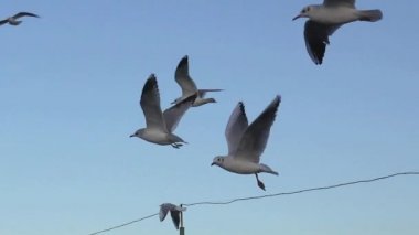 Martılar yavaş hareket nehir, birçok sürü dalgalar üzerinde uçan