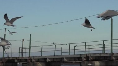Martılar yavaş hareket nehir, birçok sürü dalgalar üzerinde uçan