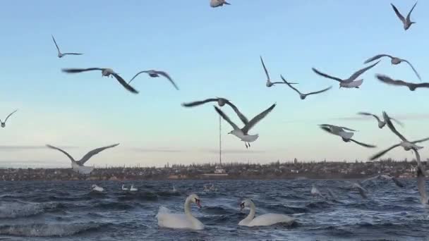 Gaviotas en cámara lenta volando sobre las olas del río, muchas bandadas — Vídeo de stock