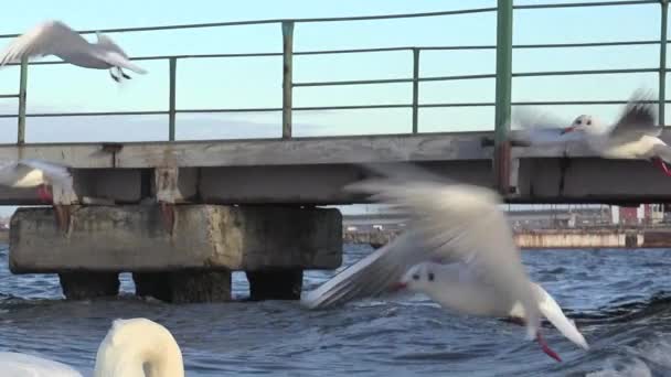 Gaviotas en cámara lenta volando sobre las olas del río, muchas bandadas — Vídeos de Stock