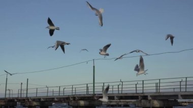 Birçok nehrin dalgalar üzerinde uçan martılar, akın