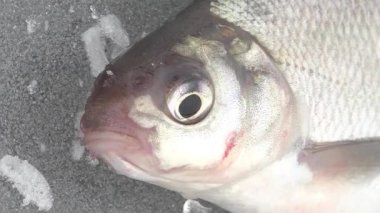 Nehir kışın buzda balık büyük ruff