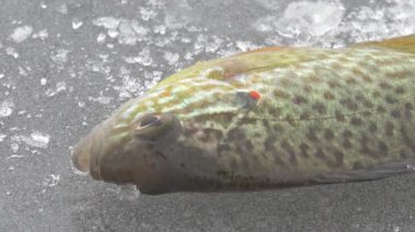 Nehir kışın buzda balık büyük ruff