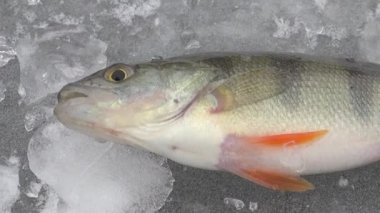 Nehir kışın buzda balık büyük ruff