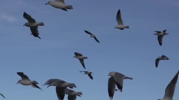 Gaviotas volando sobre las olas del río, muchas bandadas — Vídeo de stock